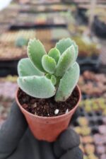 Cotyledon ladismithiensis (Ayı Pençesi) - Görsel 3