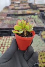 Crassula arborescens undulatifolia