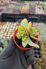 Crassula arborescens undulatifolia - Görsel 2