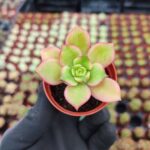 Aeonium Kiwi Sukulent