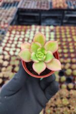 Aeonium Kiwi Sukulent