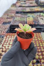 Aeonium Kiwi Sukulent - Görsel 2