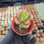 Sedum Lucidum Obesum