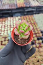 Sedum Lucidum Obesum