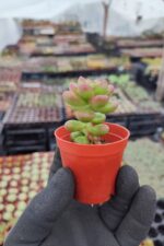 Sedum Lucidum Obesum - Görsel 2