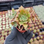 Aeonium Leucoblepharum