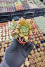 Aeonium Leucoblepharum