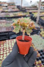 Aeonium Leucoblepharum - Görsel 2