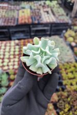 Echeveria Topsy Turvy Sukulent