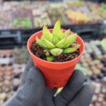 Haworthia Enon