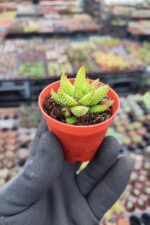 Haworthia Enon