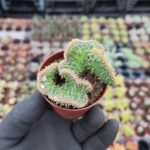 Opuntia tuna cristata Beyin Kaktüs