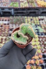 Opuntia tuna cristata Beyin Kaktüs