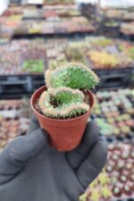 Opuntia tuna cristata Beyin Kaktüs - Görsel 2