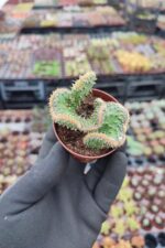 Opuntia tuna cristata Beyin Kaktüs - Görsel 3