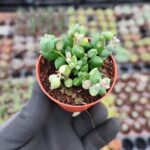 Senecio Rowleyanus - Tesbih Çiçeği