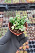 Senecio Rowleyanus - Tesbih Çiçeği