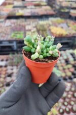 Senecio Rowleyanus - Tesbih Çiçeği - Görsel 2