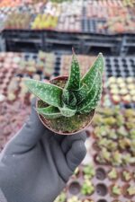 Aloe flow - Görsel 2