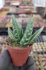 Aloe flow - Görsel 3