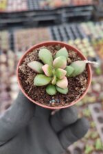 Anacampseros Telephiastrum Sunrise