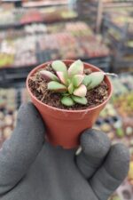 Anacampseros Telephiastrum Sunrise - Görsel 2