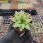Haworthia retusa f. geraldii