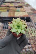 Haworthia retusa f. geraldii