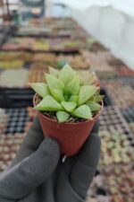 Haworthia retusa f. geraldii - Görsel 2