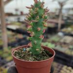 Opuntia Subulata Kaktüs