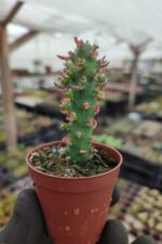 Opuntia Subulata Kaktüs