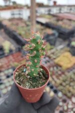 Opuntia Subulata Kaktüs - Görsel 2