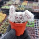 Opuntia Vestita Cristata Beyin Kaktüs