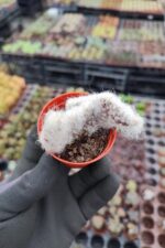 Opuntia Vestita Cristata Beyin Kaktüs - Görsel 2