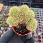 Hildewintera Aureispina Cristata