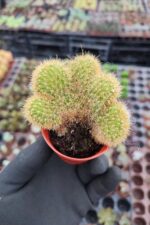 Hildewintera Aureispina Cristata