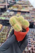 Hildewintera Aureispina Cristata - Görsel 2