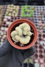 Mammillaria Elongata Cristata