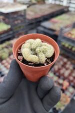 Mammillaria Elongata Cristata - Görsel 2