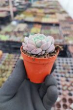 Echeveria Dondo - Görsel 2