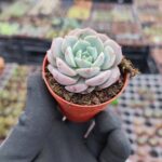 Echeveria Dondo