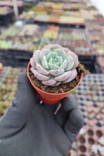 Echeveria Dondo