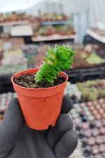 Crassula Estagnol - Görsel 2