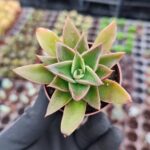 Echeveria mexicana