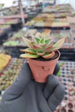 Echeveria mexicana - Görsel 2