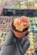 Sedum Joyce - Görsel 2