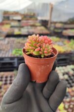 Sedum Joyce