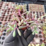 Othonna Capensis Yakut Kolyesi