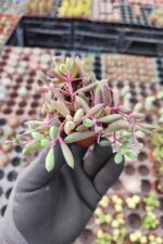 Othonna Capensis Yakut Kolyesi