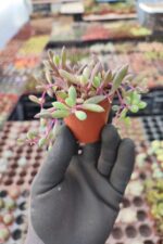 Othonna Capensis Yakut Kolyesi - Görsel 2